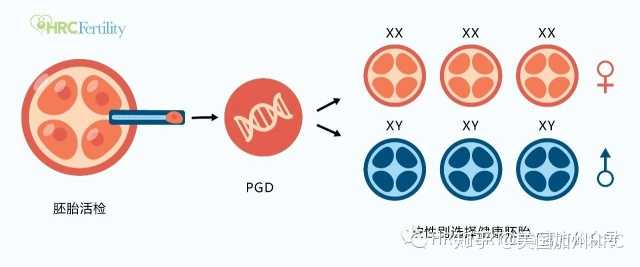 pgd與pgs都是第三代試管嬰兒技術,兩者有什麼區別?