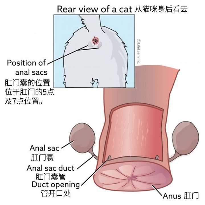 一，肛门腺到底是什么？