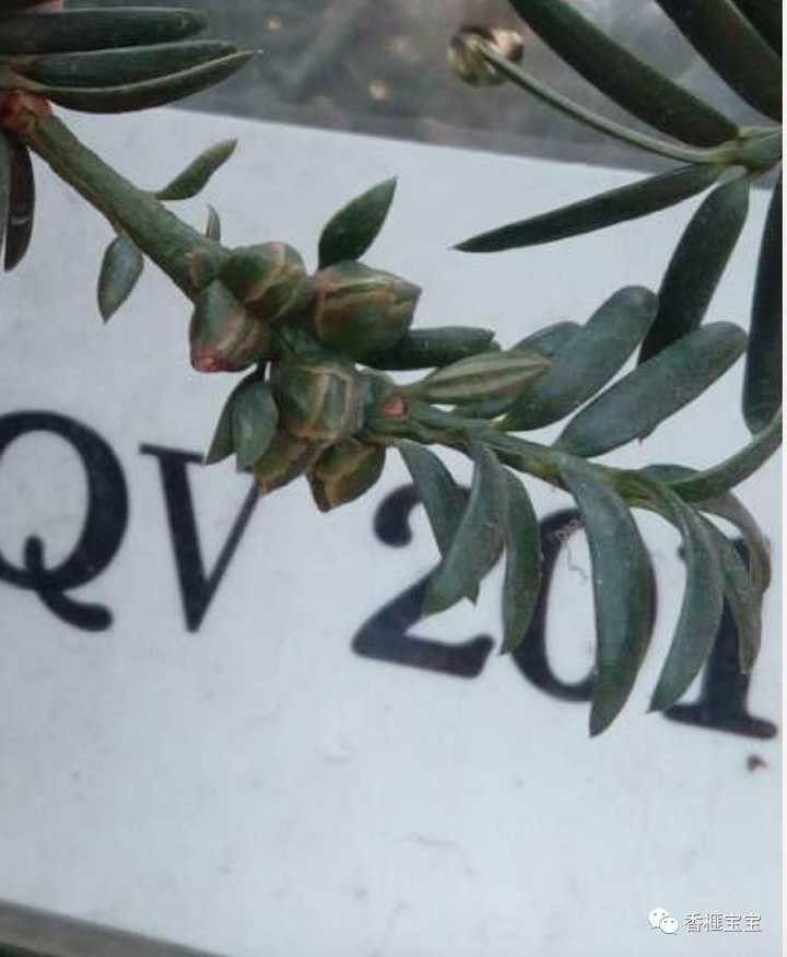 香榧雄花和雌花图片,香榧树雌雄的别,香榧树花图片(第2页)_大山谷图库