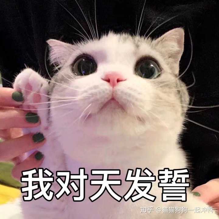 你有哪些可爱的猫猫照片?