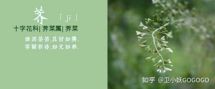 春天有哪些可以挖的野菜 知乎