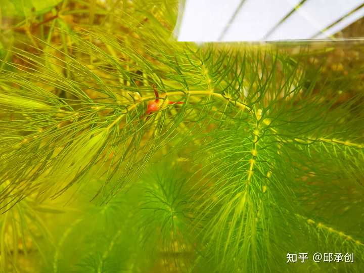 鱼缸里种什么种类的水草最容易打理 请推荐几种好养好看的 邱承创的回答 知乎