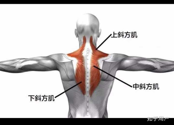 女生斜方肌怎么消除 知乎