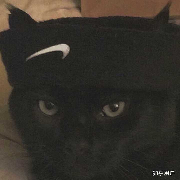 有哪些好看的黑猫头像? - 知乎