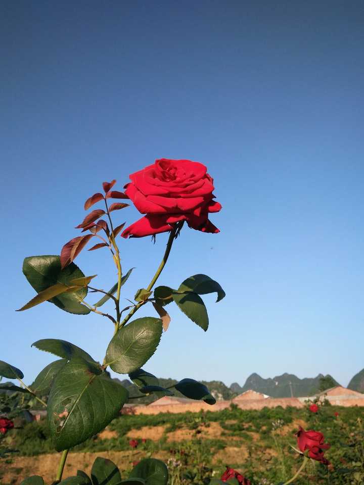 有哪些不经意拍出的惊艳照片?