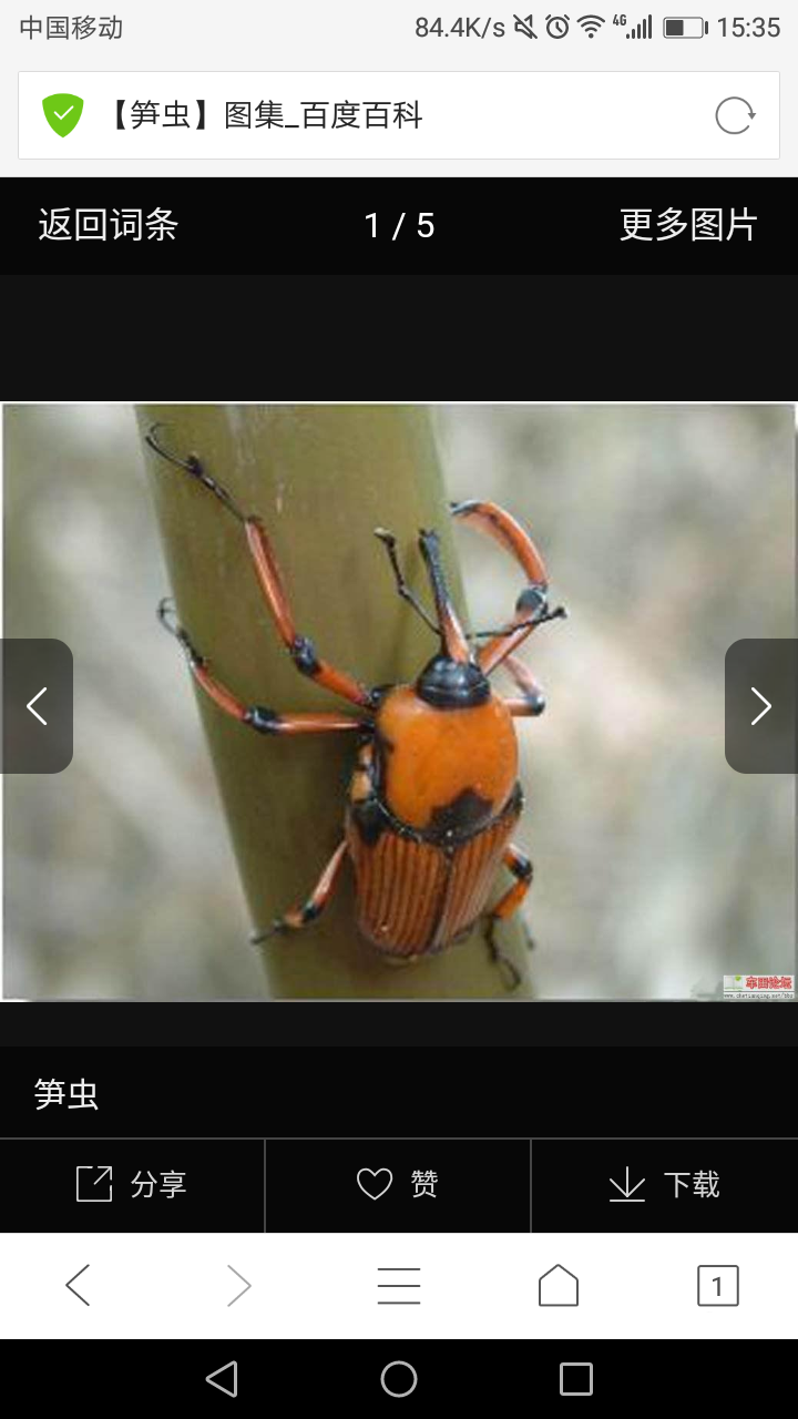 为什么人们怕很多毛毛虫却不怕蚕 知乎 为什么人们怕很多毛毛虫却不怕蚕 知乎