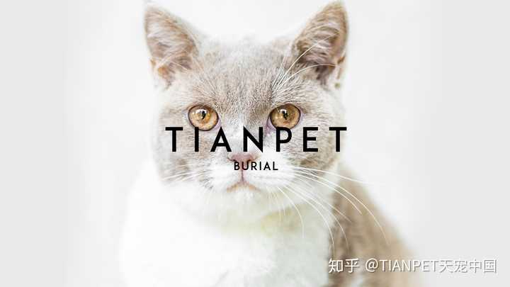 猫咪又吐又拉不吃东西怎么办_猫咪呕吐黄水不吃东西_猫咪得了猫瘟初期症状