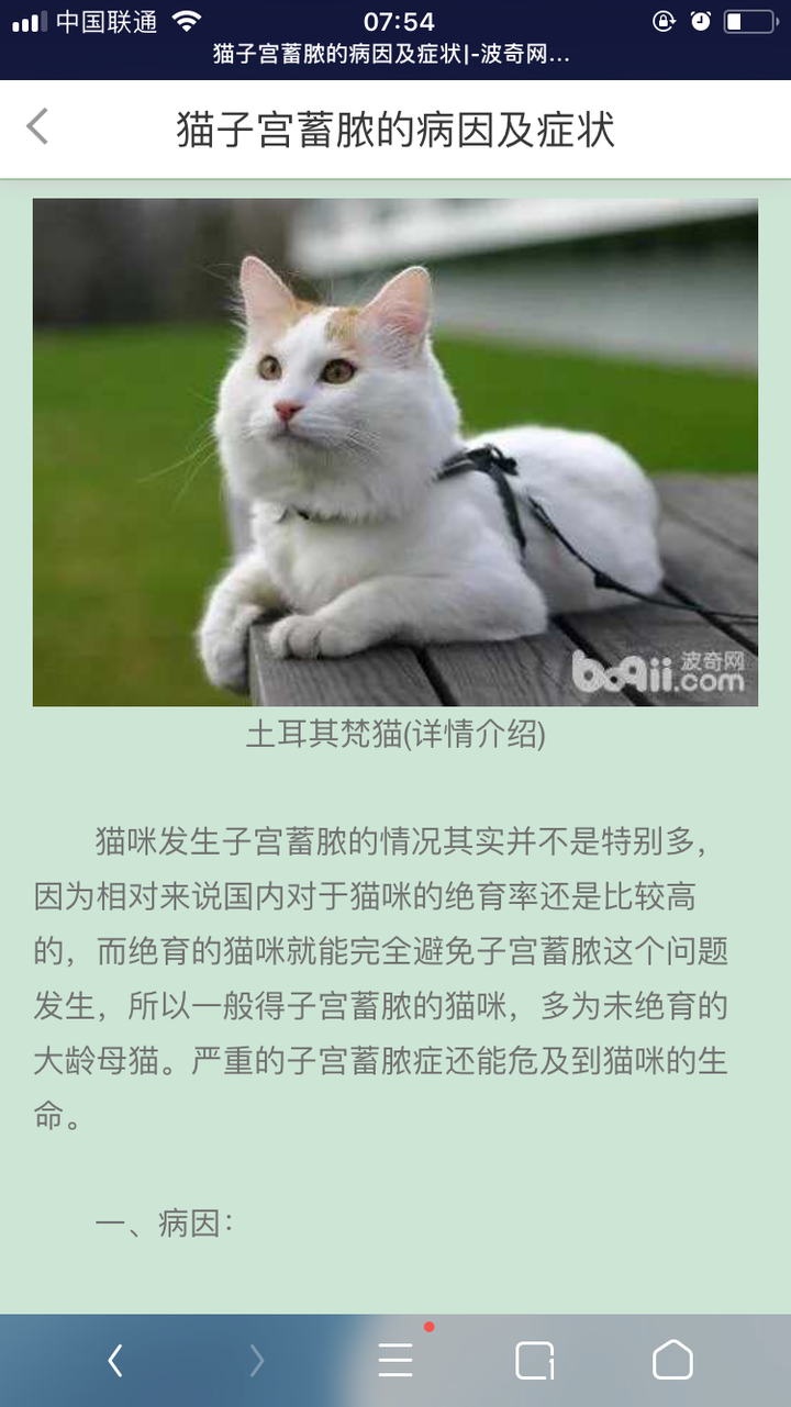 养一群猫是什么感觉 李喵喵的回答 知乎