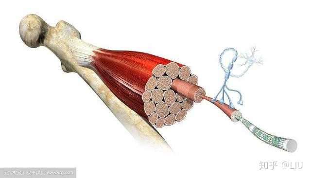 肌肉拉丝!真空腹!训练方法!