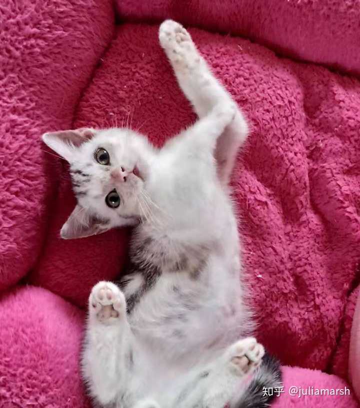 猫咪腹水是什么症状 知乎