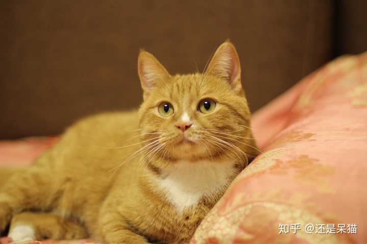 我家的橘猫,小区楼下捡来的.