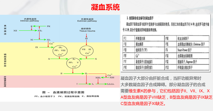 先知道凝血系统，凝血系统由很多凝血因子组成，以下是凝血因子的图表：你们有没有注意在内外凝血系统的最末