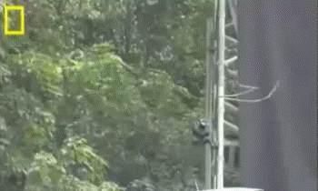 龙的原型是不是鳄鱼 知乎 龙的原型是不是鳄鱼 知乎