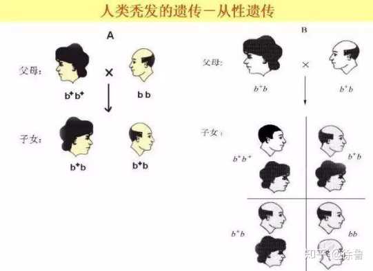 一个一天掉多少头发是正常的