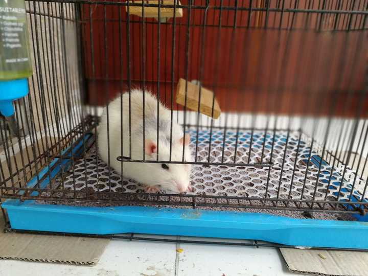 家里养花枝鼠是怎样的体验 知乎
