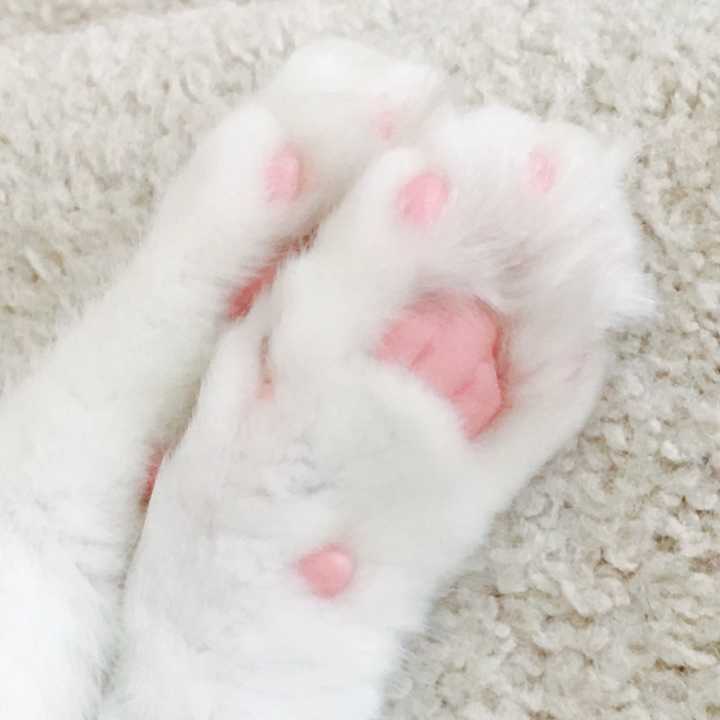 如何自己在家给猫剃毛美容 知乎 如何自己在家给猫剃毛美容 知乎