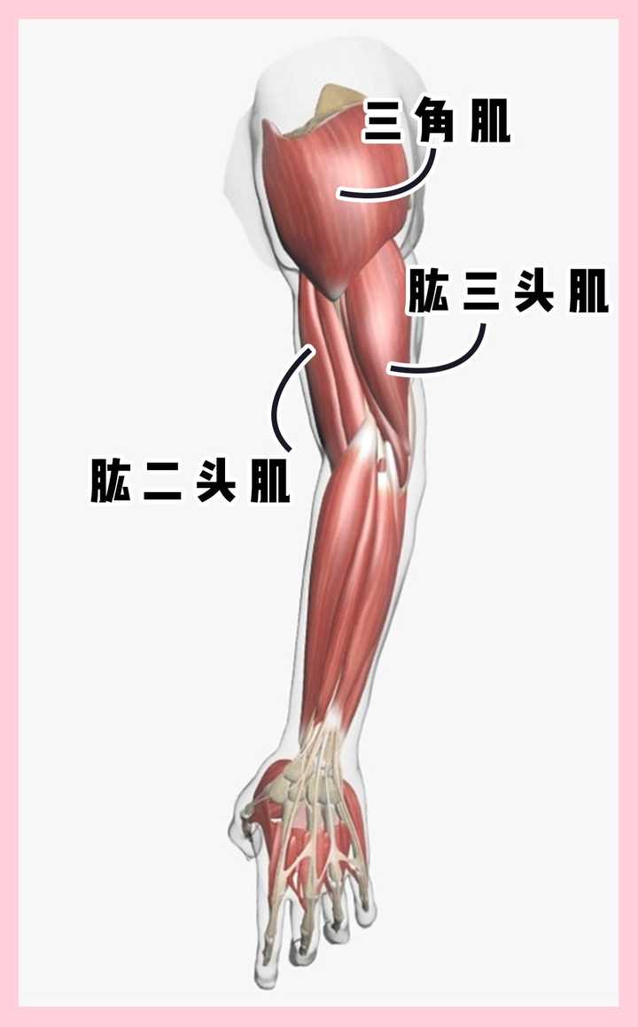 女性如何有效瘦手臂 知乎 女性如何有效瘦手臂 知乎