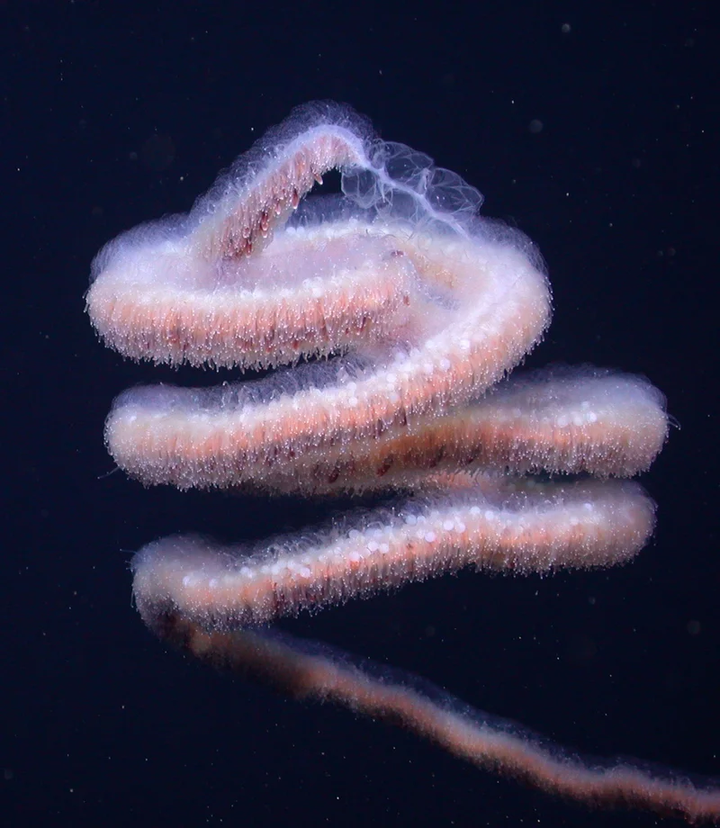 澳大利亚深海拍到 120 米长管状水母,为啥会这么长?