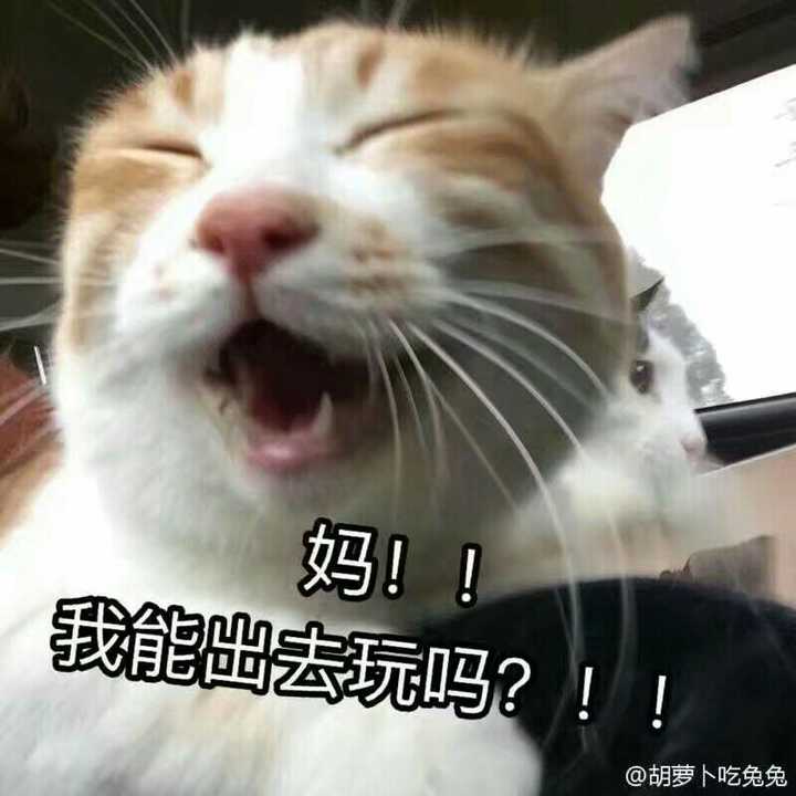 有哪些好玩的表情图？