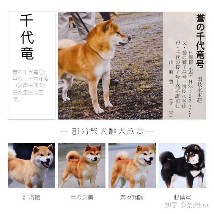 养一只柴犬的成本大概要花多少钱
