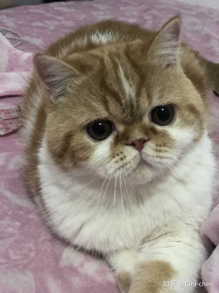 怎么辨别一只加菲猫纯不纯?