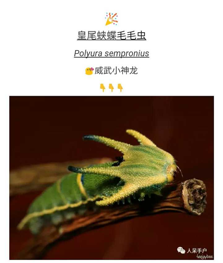 有哪些特别恐怖的生物 叮叮啦的回答 知乎