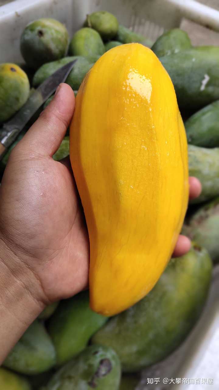 你吃过自然熟的金煌芒吗?