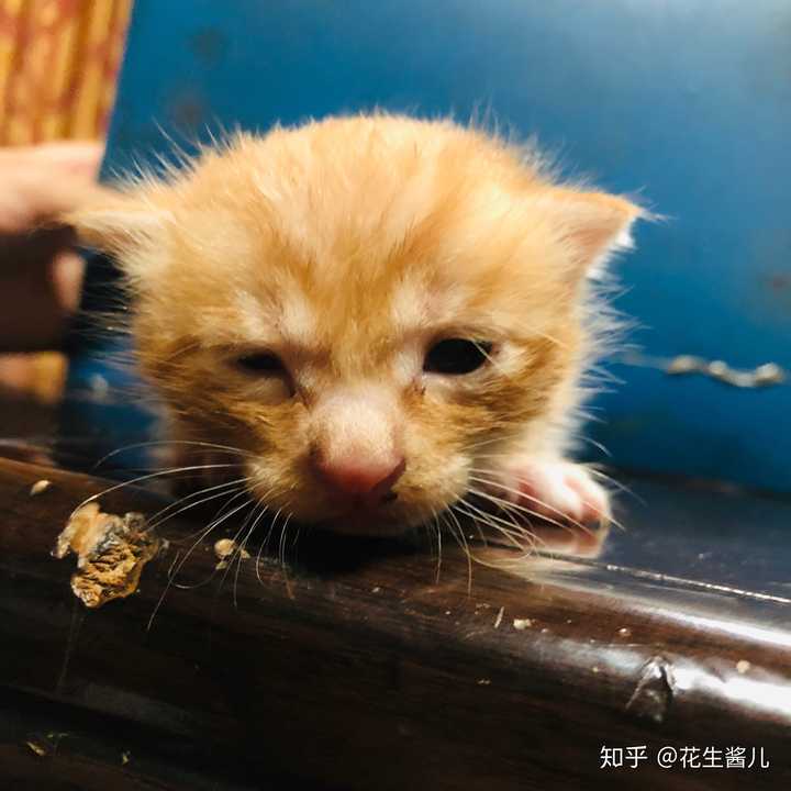把养的猫送走是什么样的体验 花生酱儿的回答 知乎 把养的猫送走是什么样的体验 花生酱儿的回答 知乎
