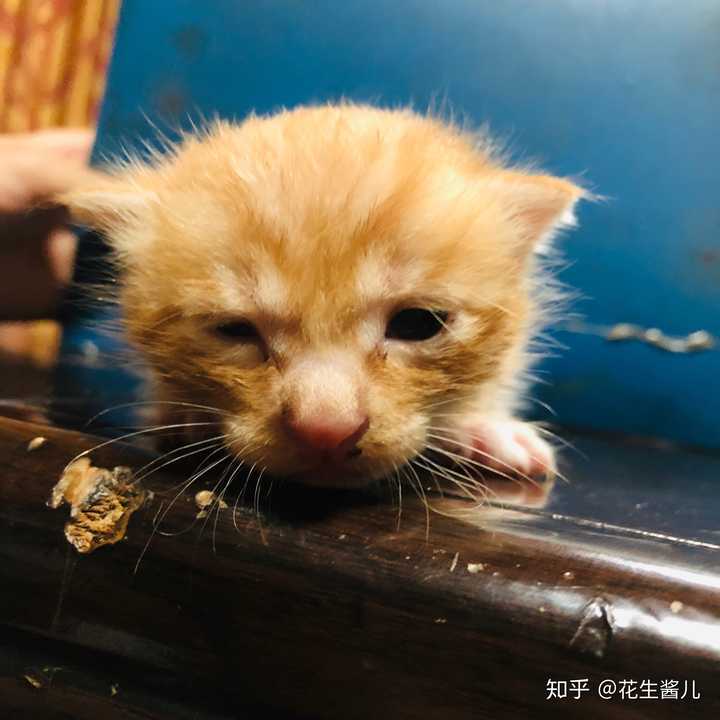 把养的猫送走是什么样的体验 花生酱儿的回答 知乎