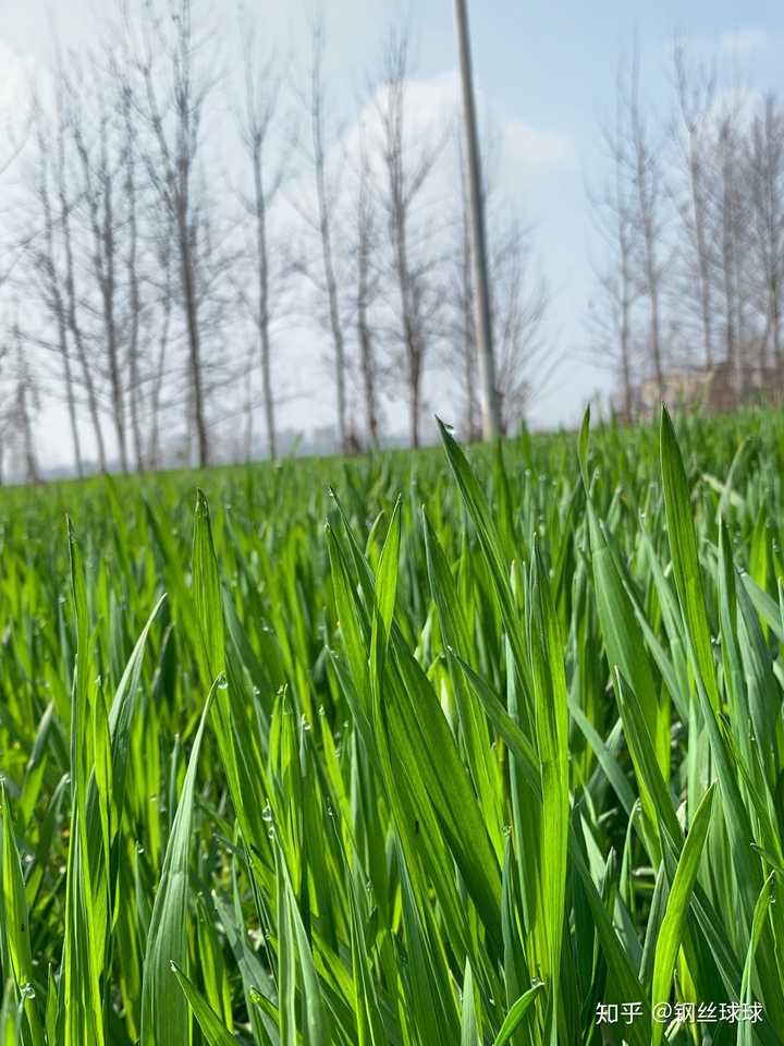 家门口的麦子地