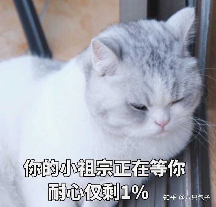 猫早上起来就绕着你蹭你 猫每天早晨蹭你的原因 猫每天早上6点开始叫