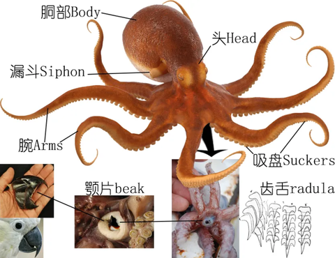 章鱼 知乎 章鱼 知乎