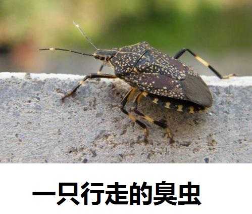 为什么关于香菜的评价这么两极?