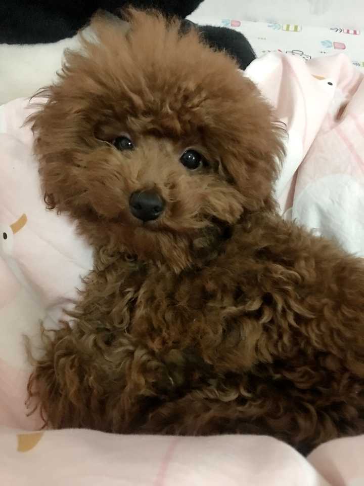 巨型贵宾怎么养 巨贵饲养全过程 知乎 巨型贵宾怎么养 巨贵饲养全过程 知乎