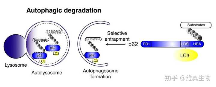 【自噬研究】如何检测细胞自噬？ - 知乎