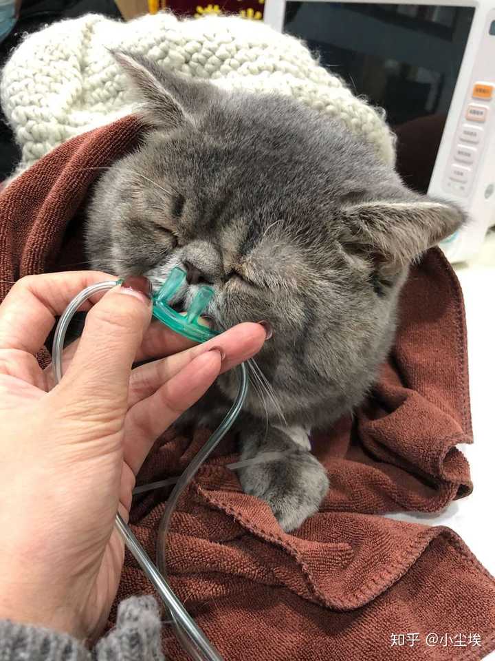 猫死了埋在地下多久会腐烂 知乎 猫死了埋在地下多久会腐烂 知乎