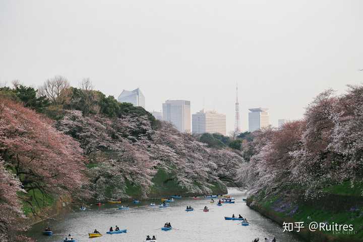 东京有哪些赏樱的好去处呢 Ruitres 的回答 知乎