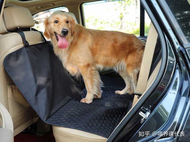 怎么解决狗狗晕车的问题 知乎