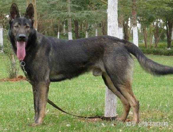 如果你是很爱干净的话,那么养昆明犬一定要谨慎,因为昆明犬也是一只会