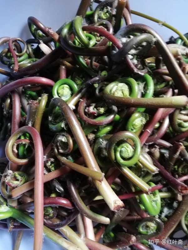 红叶斋 的想法: 吃野菜日记,今日食之——猪肉炒薇菜! - 知乎