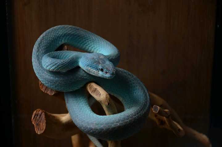 世界上最帅的蛇图片