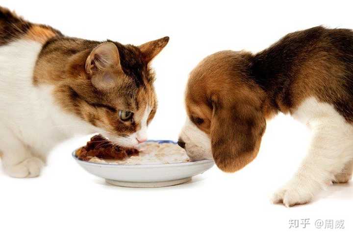 狗粮和猫粮有什么区别?