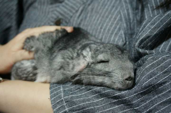 抱着龙猫睡觉是怎样的体验?