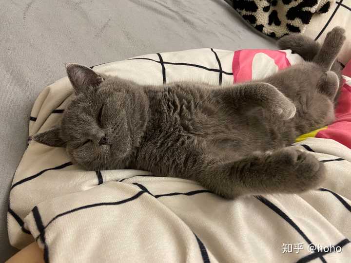 你们的蓝猫全身趴直了睡觉吗?