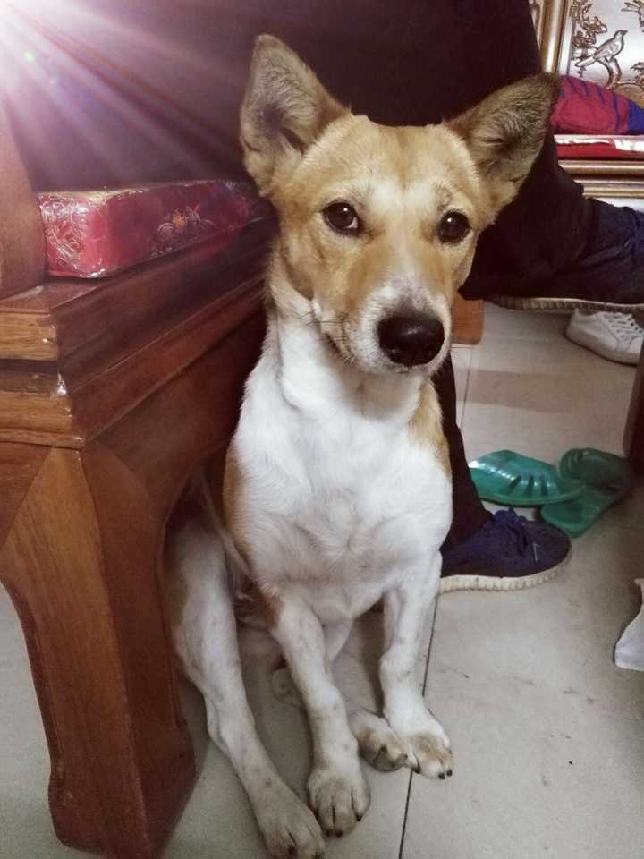 狗和人的眼睛有什么区别?