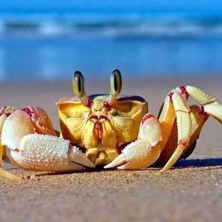 可见韩愈描述的鳄鱼的明显的特点就是" 龙头虎爪,蟹目鼍鳞",我们知道