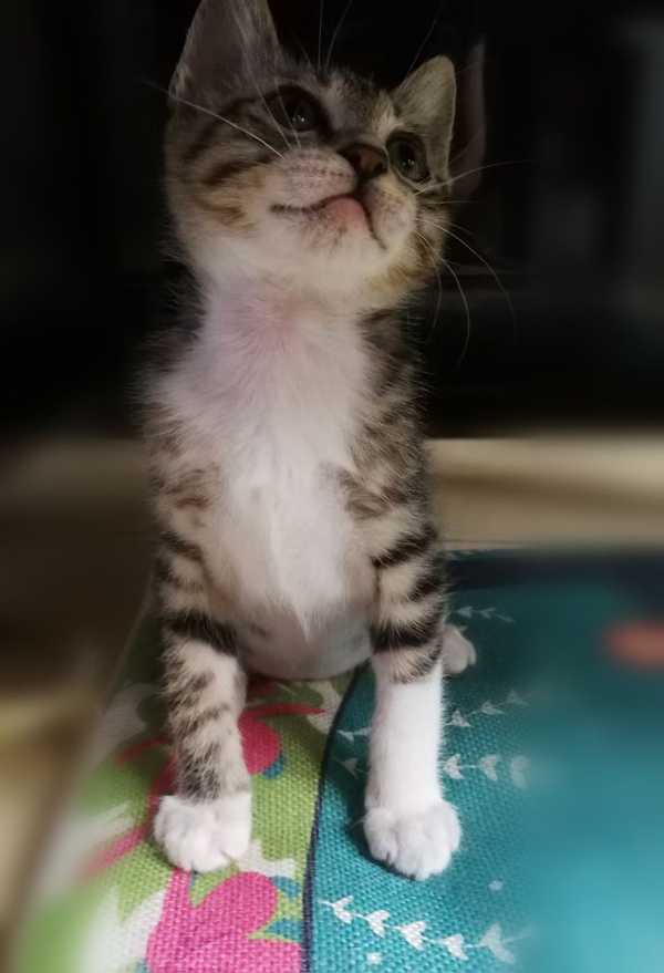 可以给我看你们的狸花猫吗？