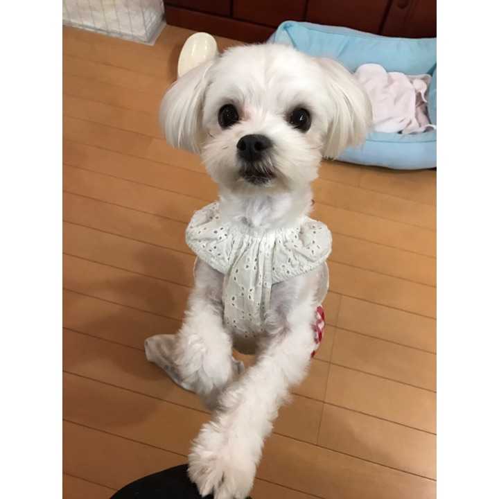 如何区分马尔济斯犬 比熊犬 白色贵宾犬 知乎