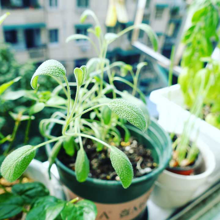 有什么适合家庭种植的植物?