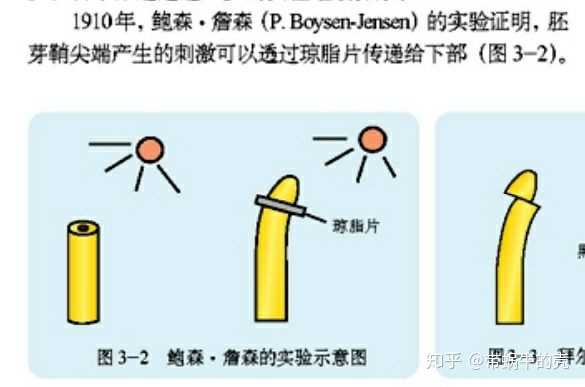 为什么波森詹森的实验能证明有一种化学物质向下传递而不是向上?